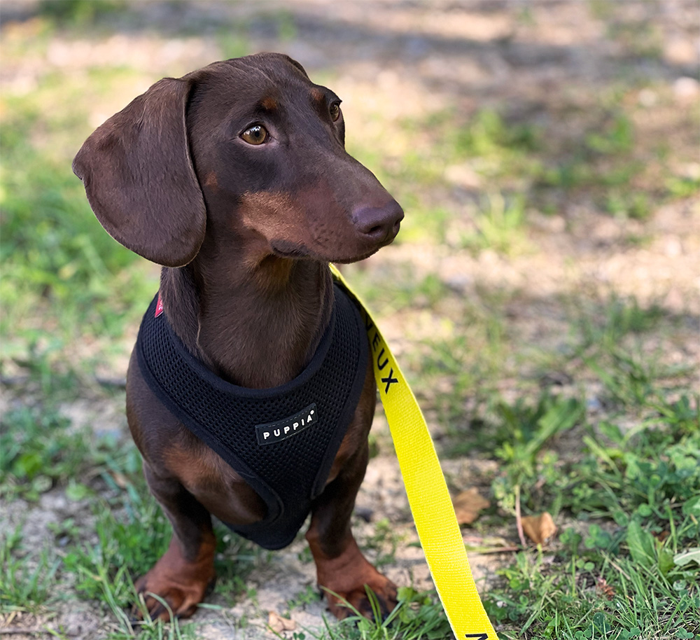 Milo-missing-dog-1.jpg